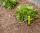ECO-ID, Anzeige Tropfsystem, min. 0,85 bar, Betriebsdruck 5,5 bar