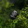 Segway Navimow X420E AWD